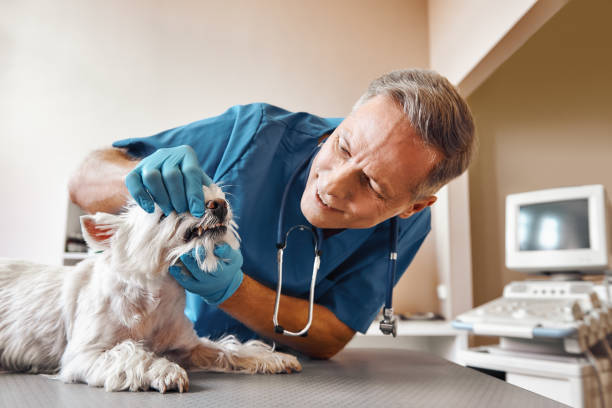 Best Emergency Dental Services for Seniors in Hope Mills, NC
